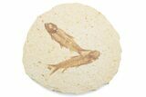Fossil Fish (Knightia) Mortality Plate - Wyoming #375376-1